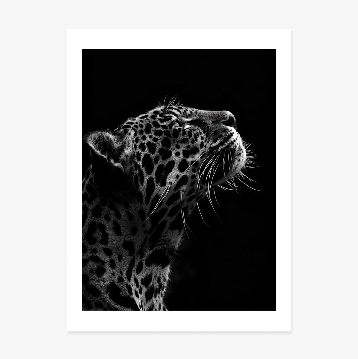 Poster „Black and White Jaguar“