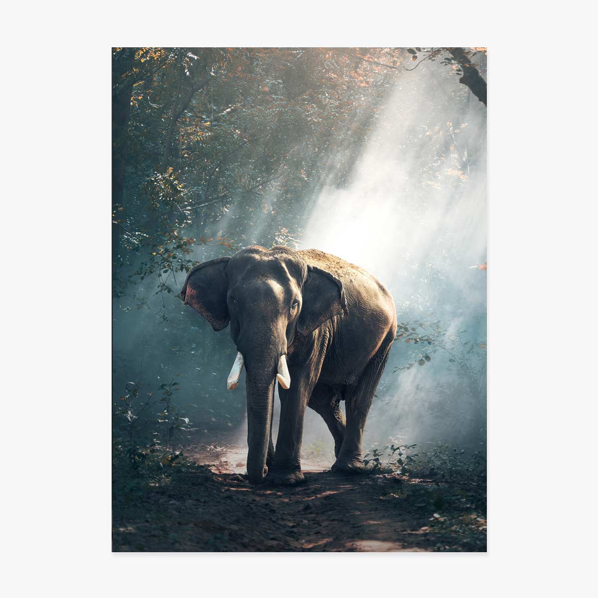 Elefanten-Poster
