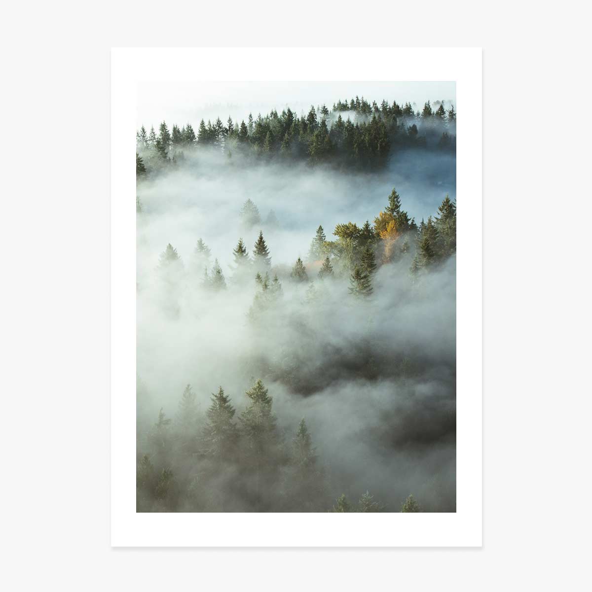 Forest In Mist Poster