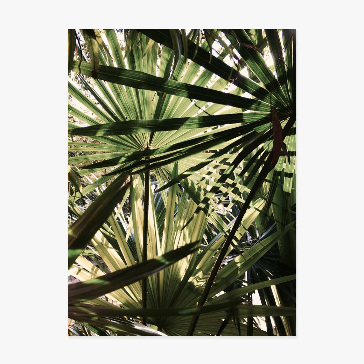 Poster mit Palme