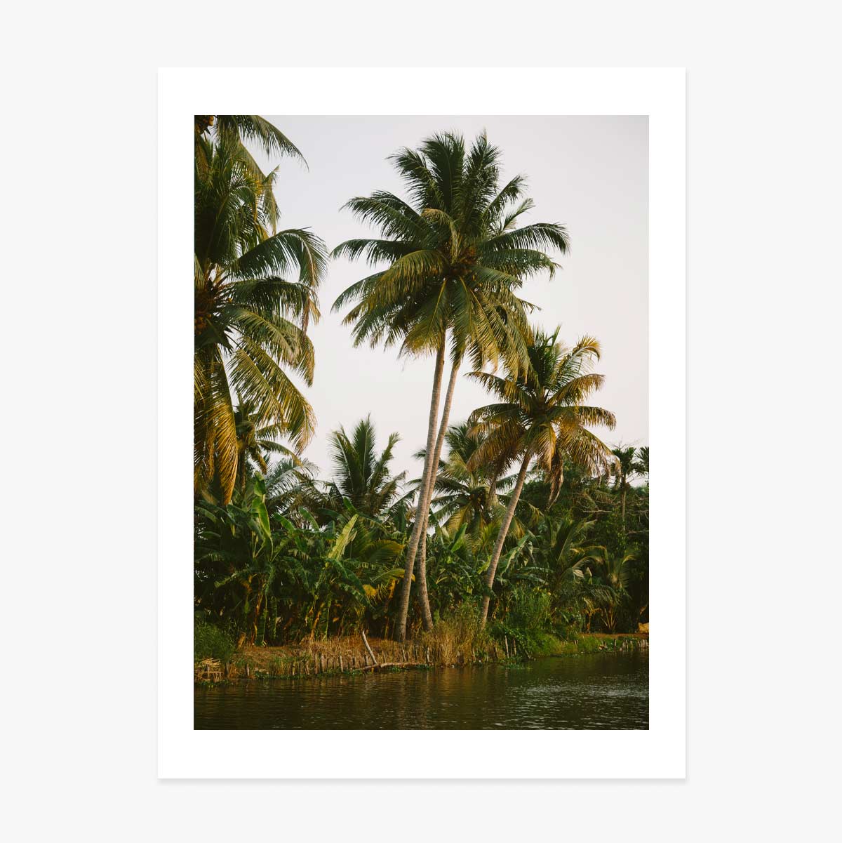 Palm Trees Poster