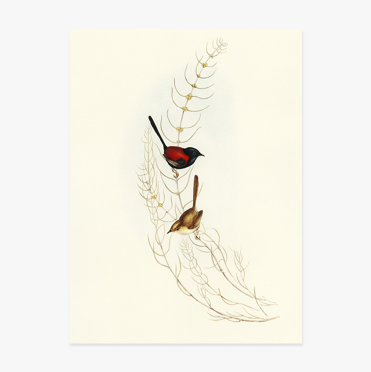 Poster „Bunte Vögel auf einem Ast“