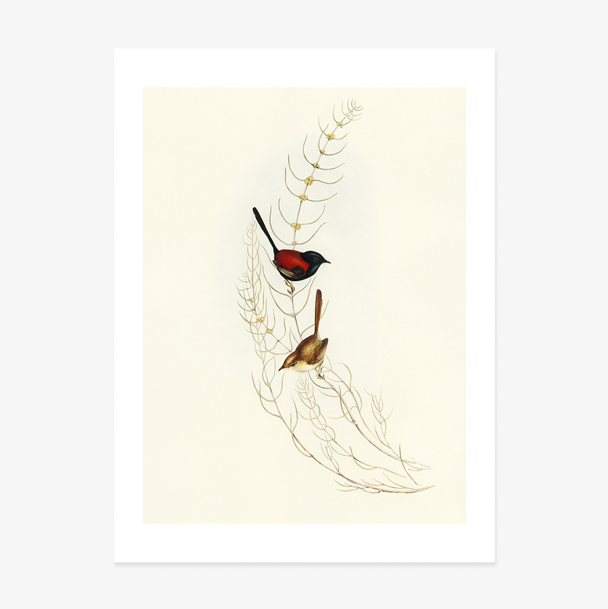 Poster „Bunte Vögel auf einem Ast“