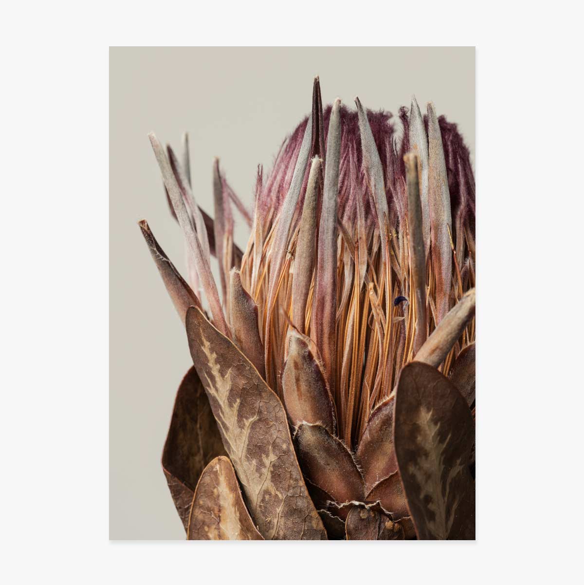 Poster mit rosa Protea