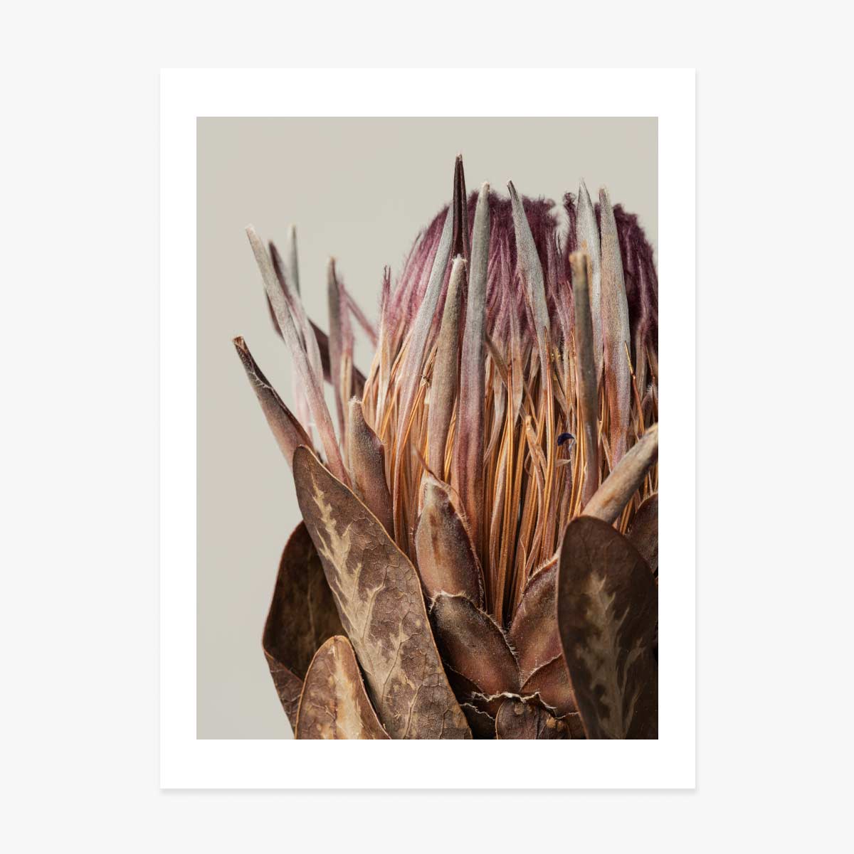 Poster mit rosa Protea