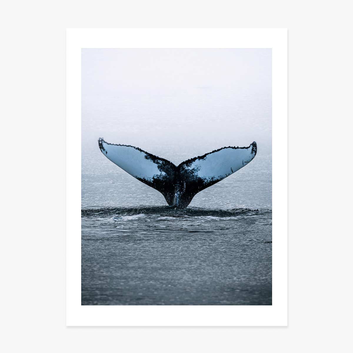 Whale Tail Poster