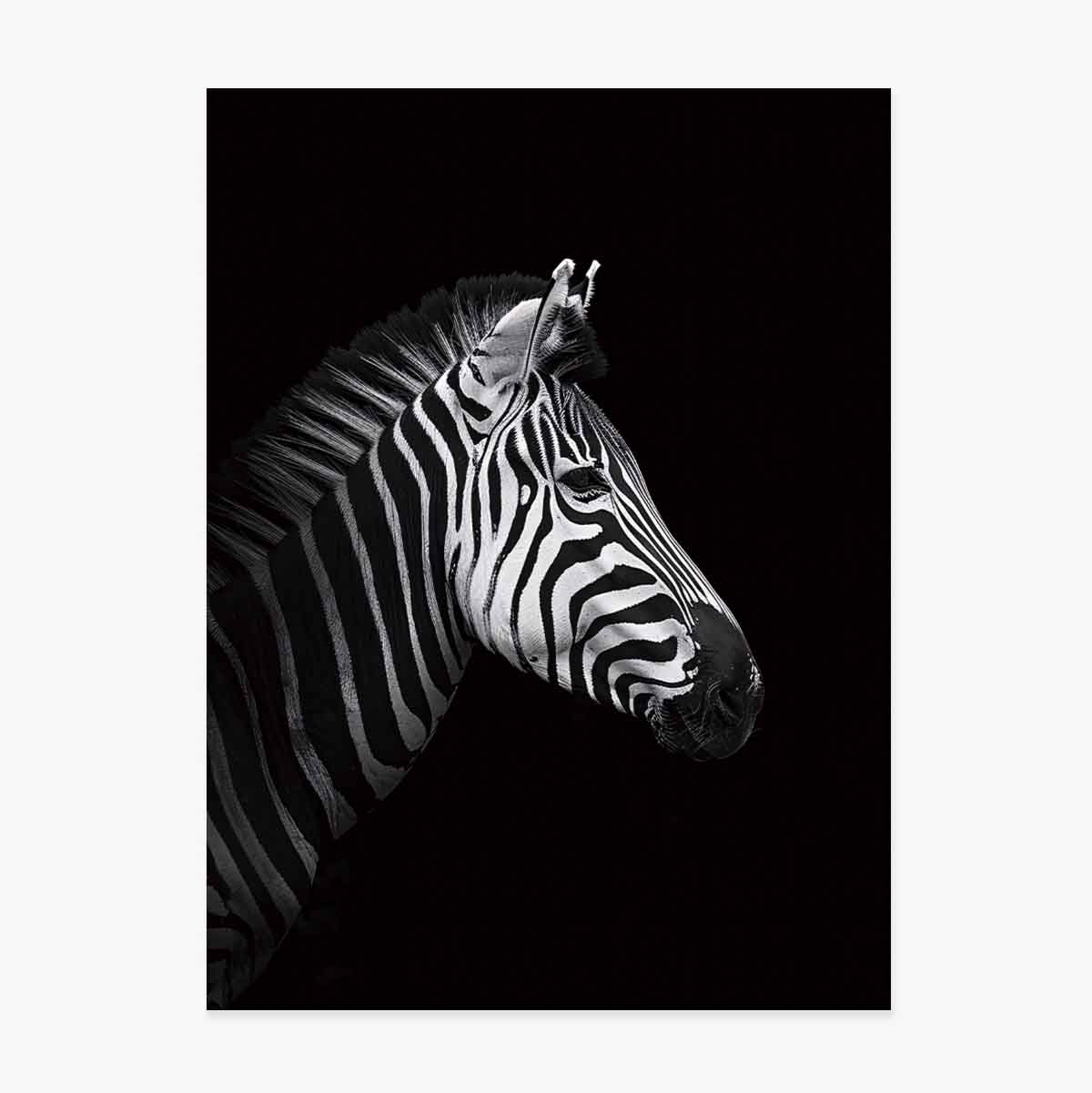 Zebra-Poster